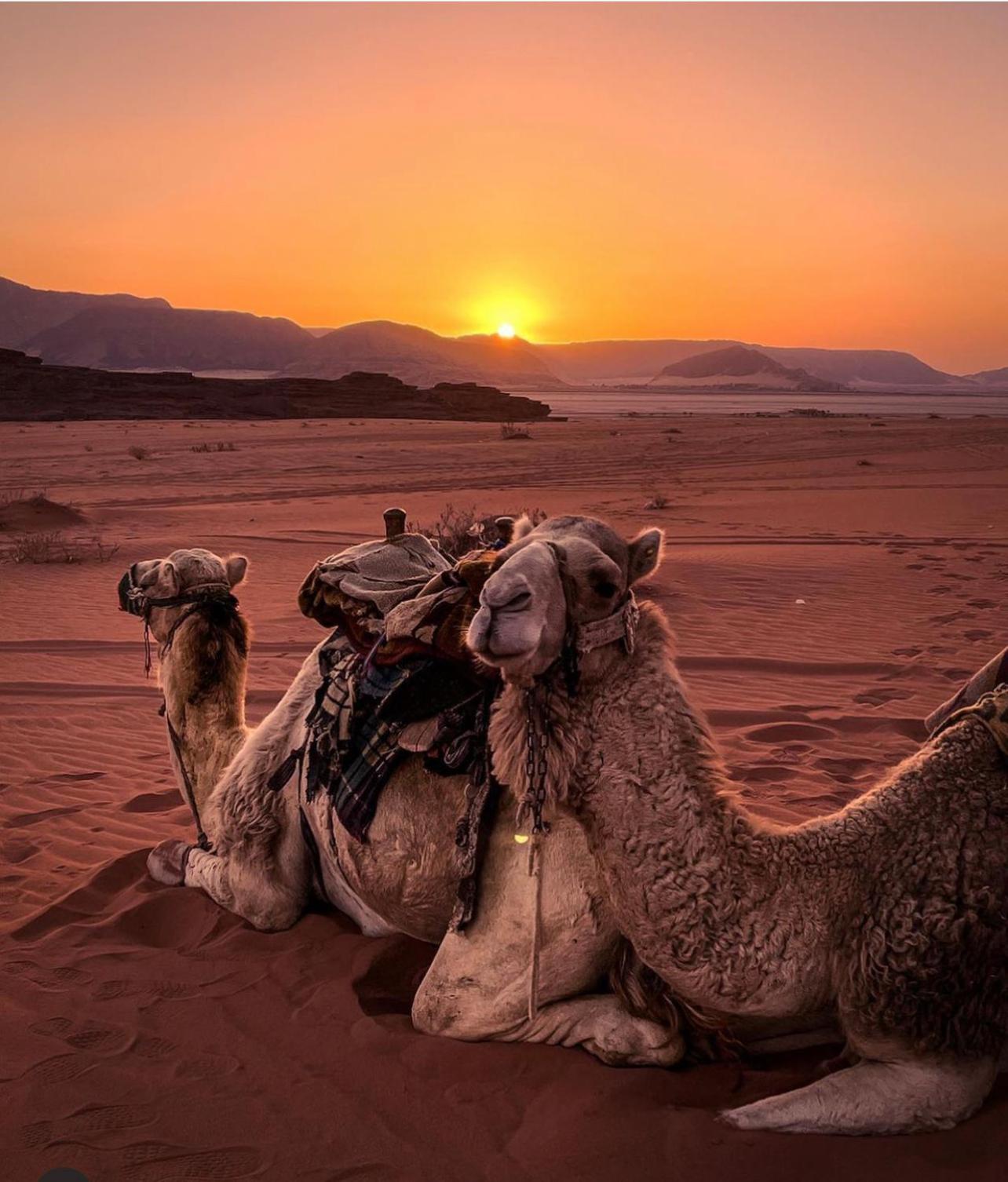 Desert Bedouin Adventure Wadi Rum Extérieur photo
